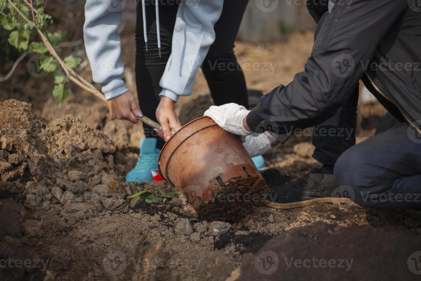 Planting seedlings in ground. Planting plants in ground. People grow forest. photo