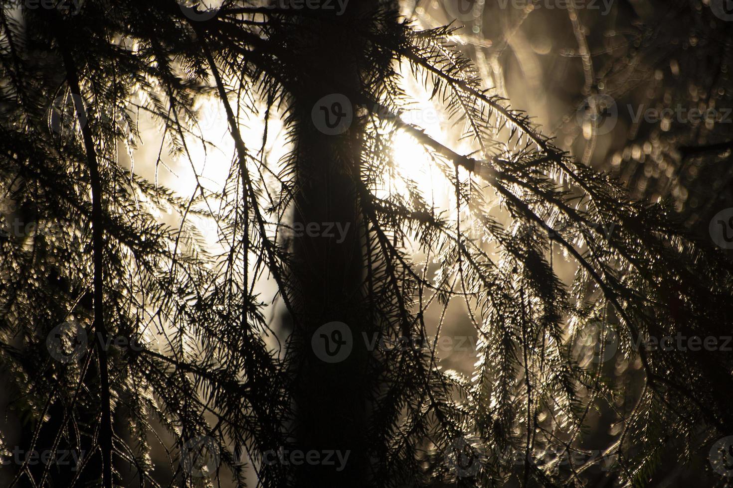 Sun through spruce. Rays of light on coniferous branches. photo