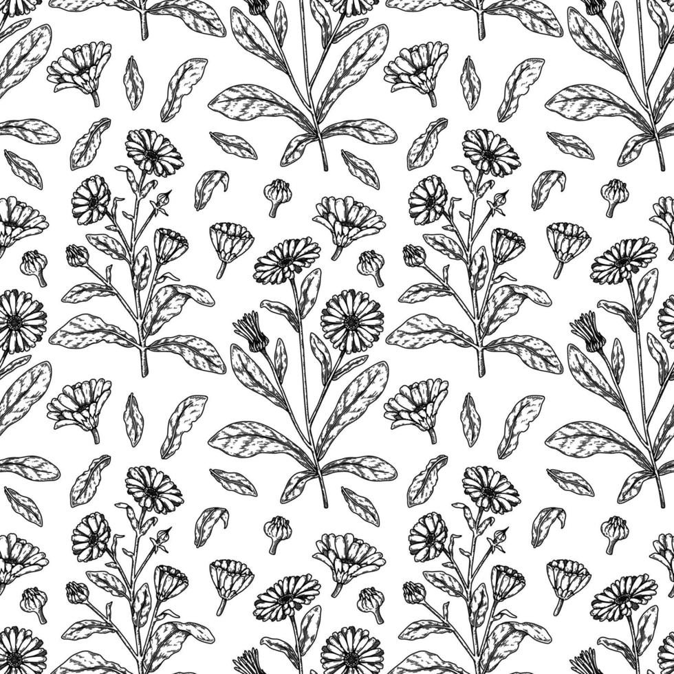 Hand drawn calendula seamless pattern. Medicinal plant botany design. Vector illustration in sketch style