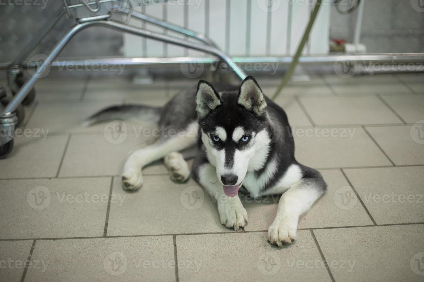 Dog in shop. Pet is waiting for owner. Dog of Husky breed. photo