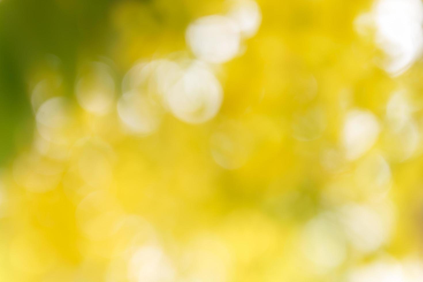 bokeh nature yellow photo