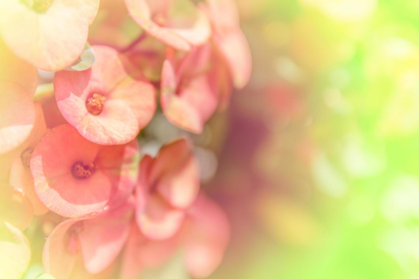 flowers in soft and blur style on background photo