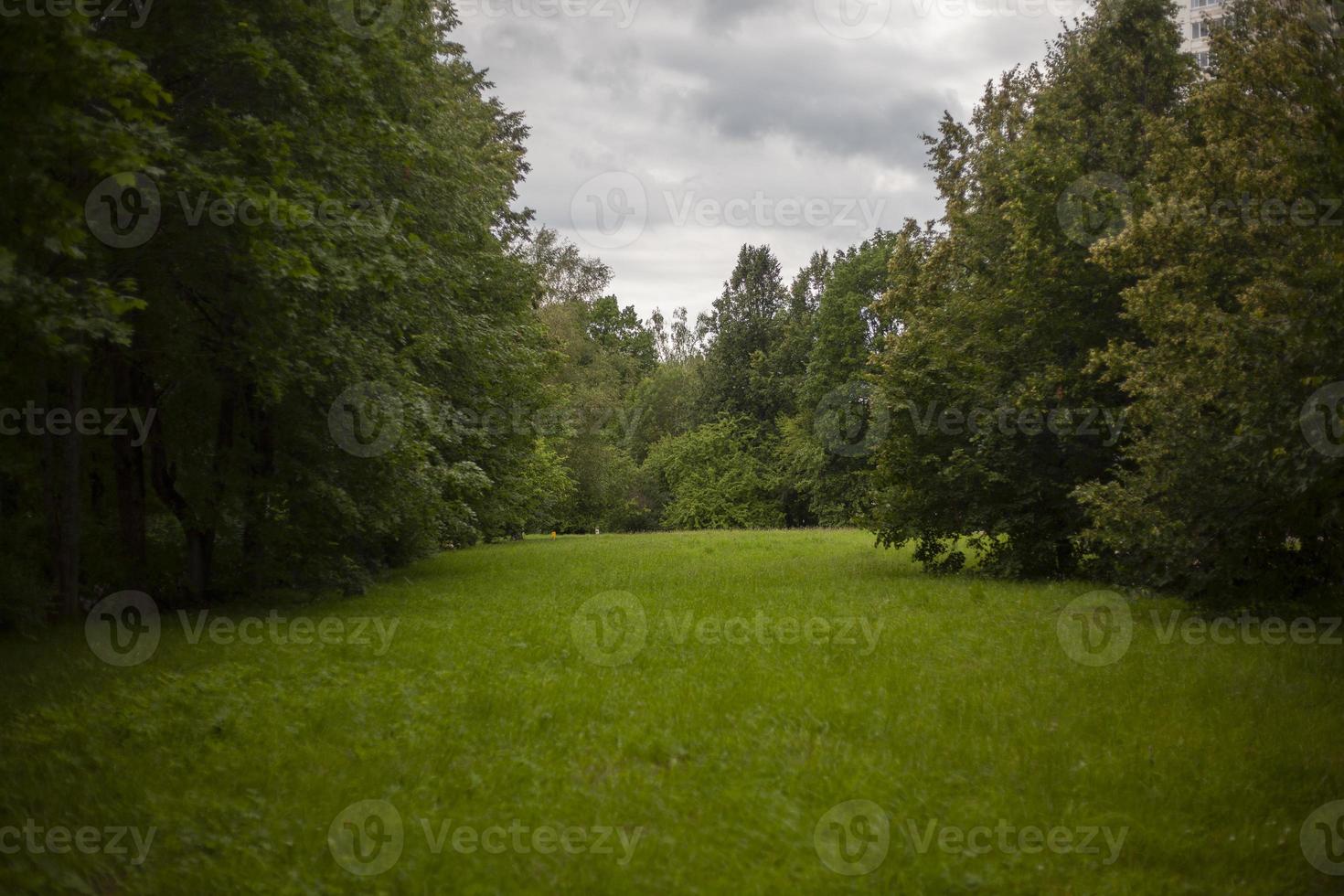 parque en verano. árboles en el parque. hermoso lugar. césped verde foto