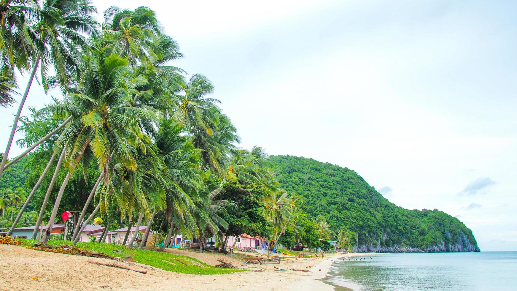 coconut tree at beach and sky photo