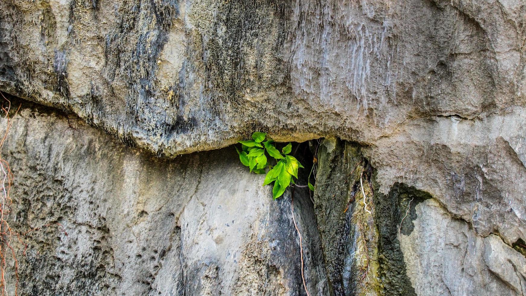 tree growing on stone wall photo