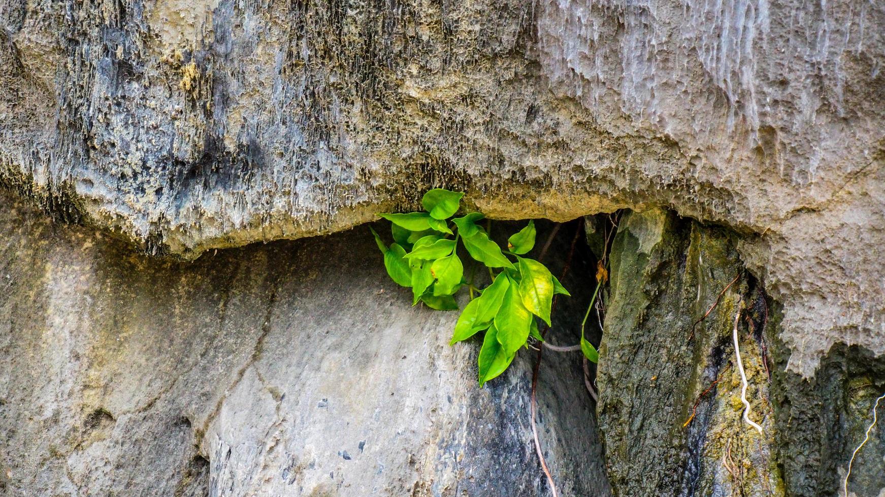 tree growing on stone wall photo