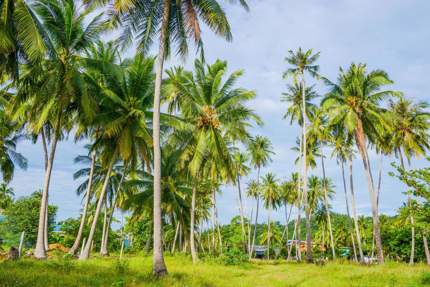 coconut tree at beach and sky photo