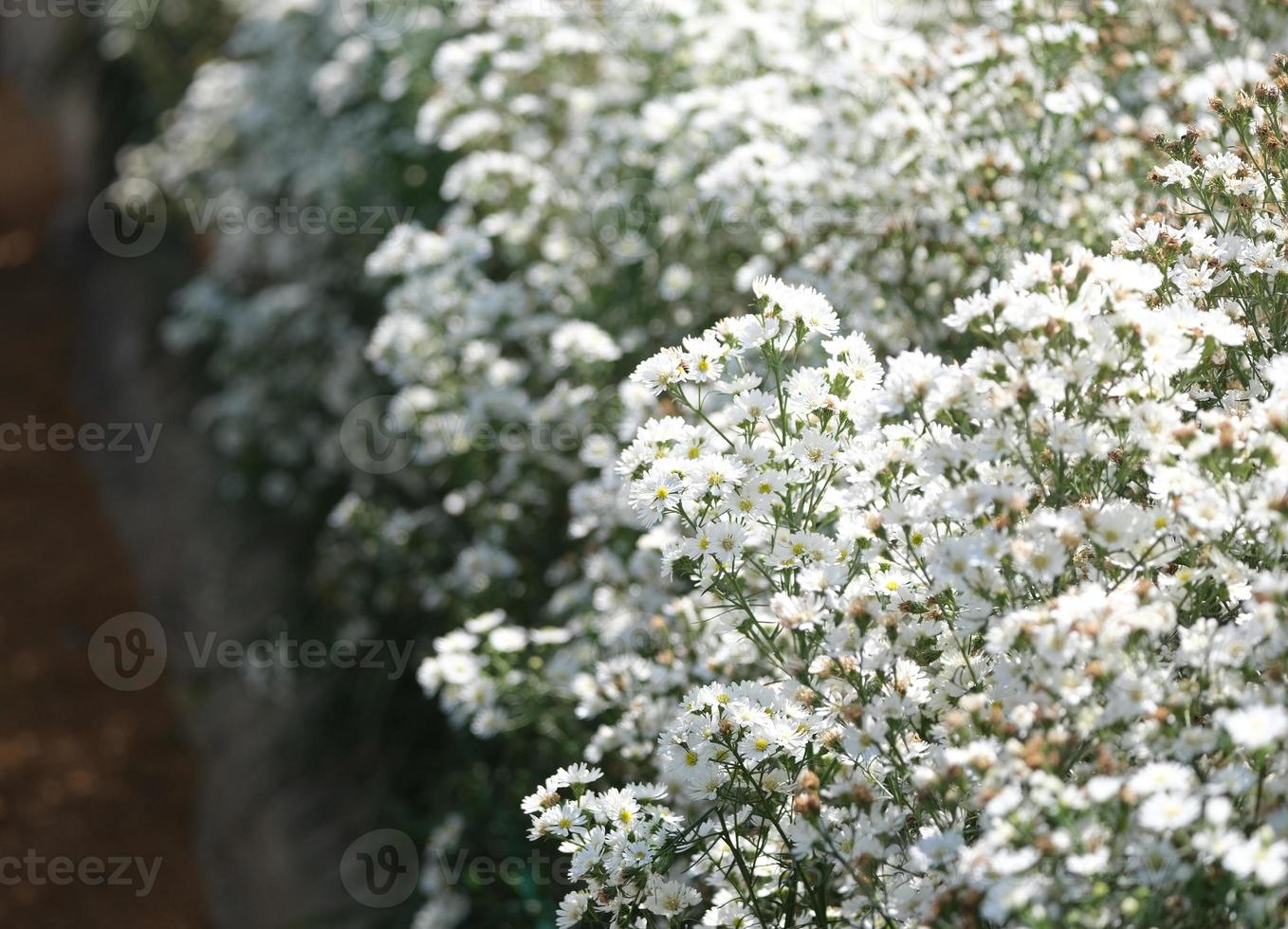 Daisies, white chamomiles background with copy space, Daisy flower field, soft focus, White flowers photo