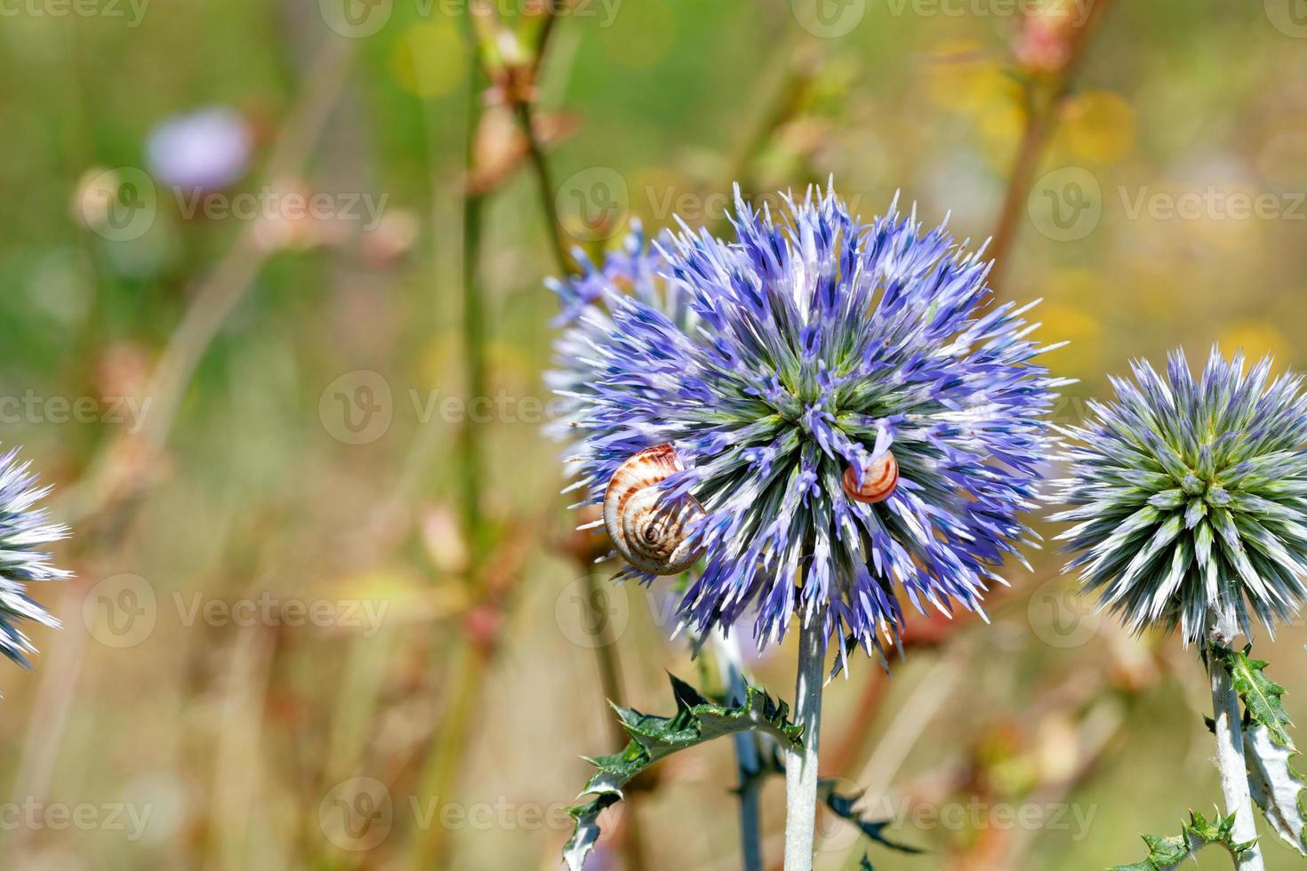 A pair of field snails are resting on beautiful round lilac thistle flowers against a blurry summer meadow. photo