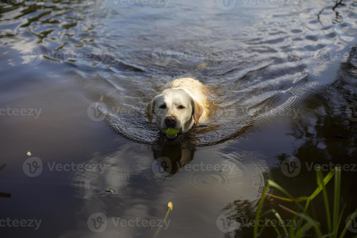 Dog in water. Dog swims in water. Labrador in lake. photo