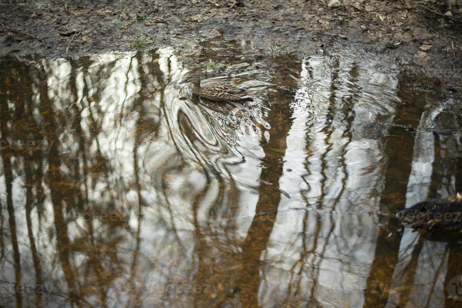 Ducks in water. Waterfowl. Wave of movement. photo