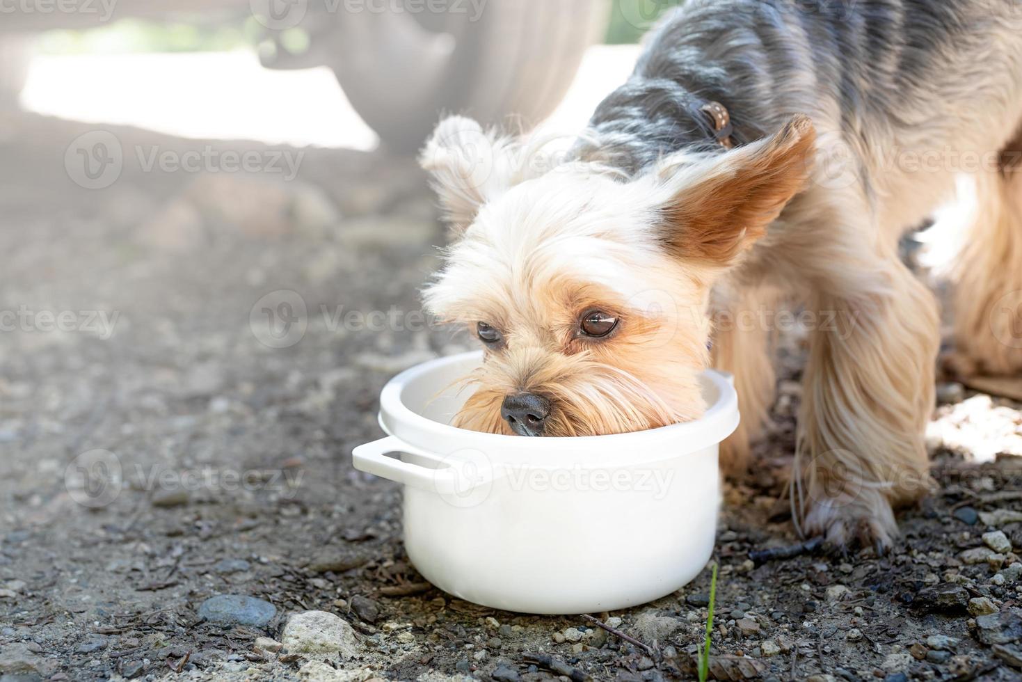 yorkshire terrier drinking from white bowl outdoors photo