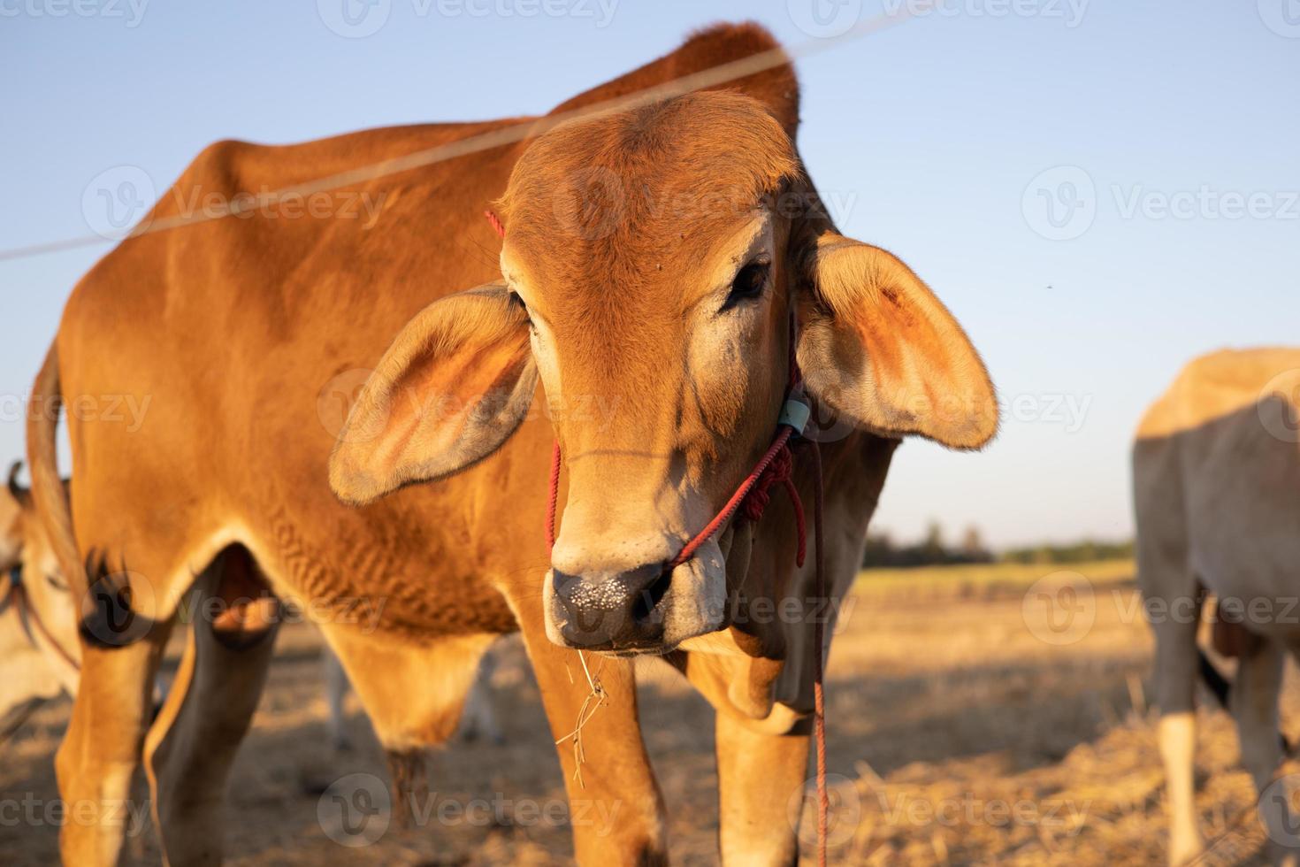 Thai cow in field which traditional cow in urban, Cow in field on sunset photo