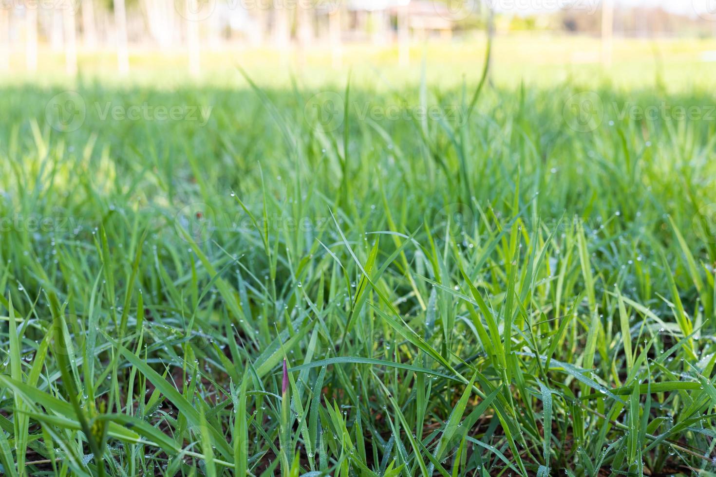 Ruzi grass for feeding animal, Brachiaria ruziziensis photo