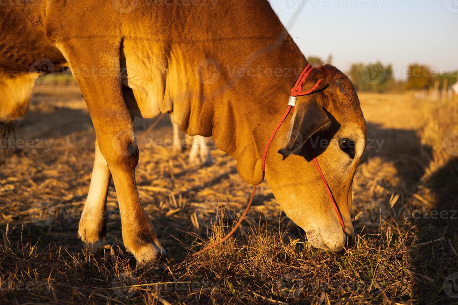 vaca tailandesa en el campo que vaca tradicional en la ciudad, vaca en el campo al atardecer foto