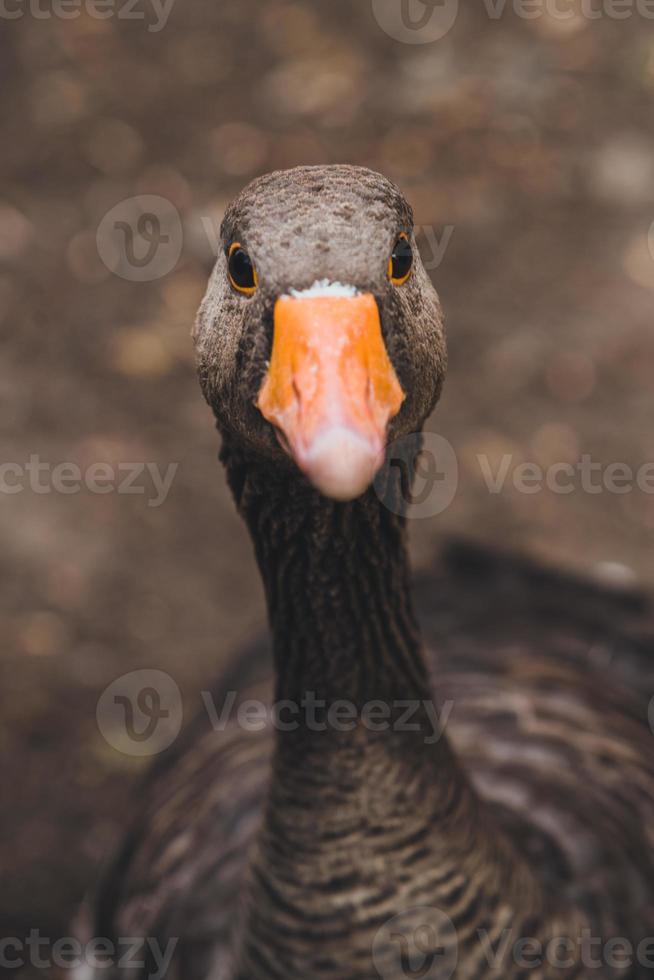 pato en hyde park, londres foto