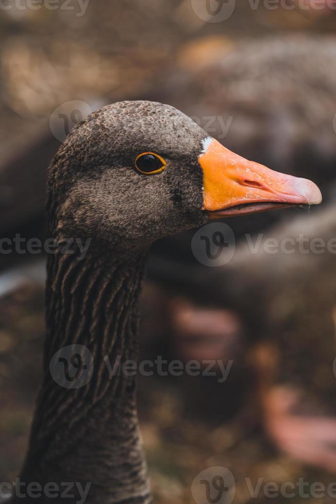 Duck in Hyde Park, London photo
