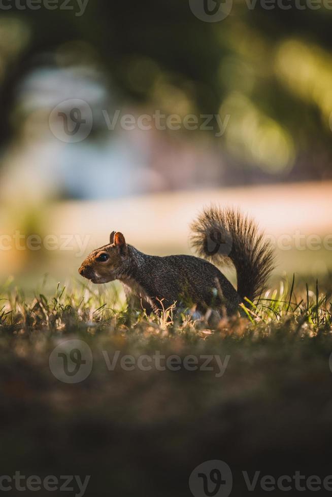 Grey Squirrel in the park photo