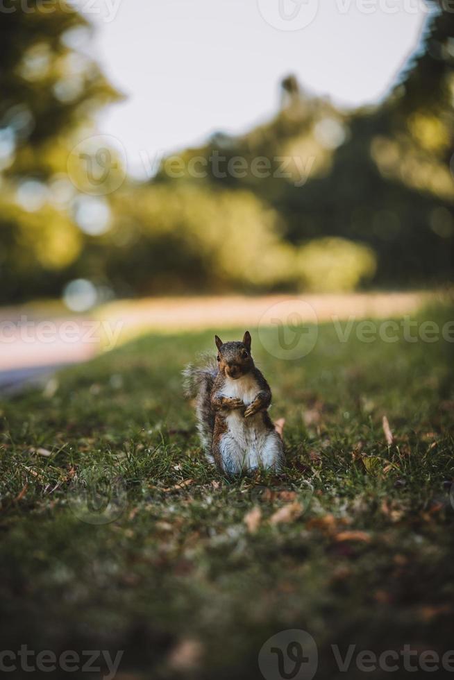 Grey Squirrel in the park photo