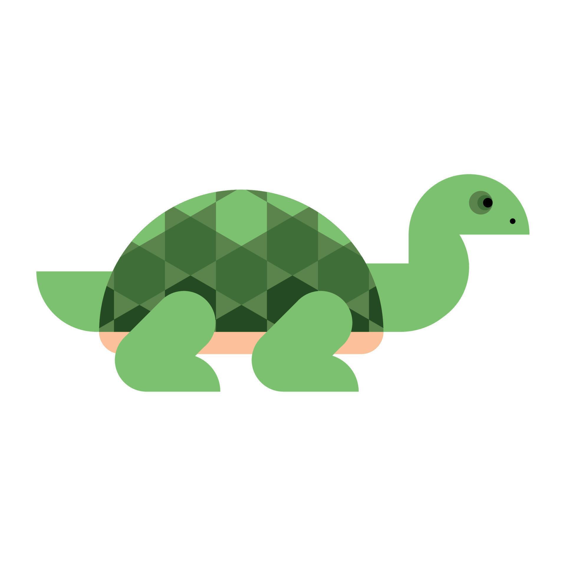 turtle basic forms 11146334 Vector Art at Vecteezy