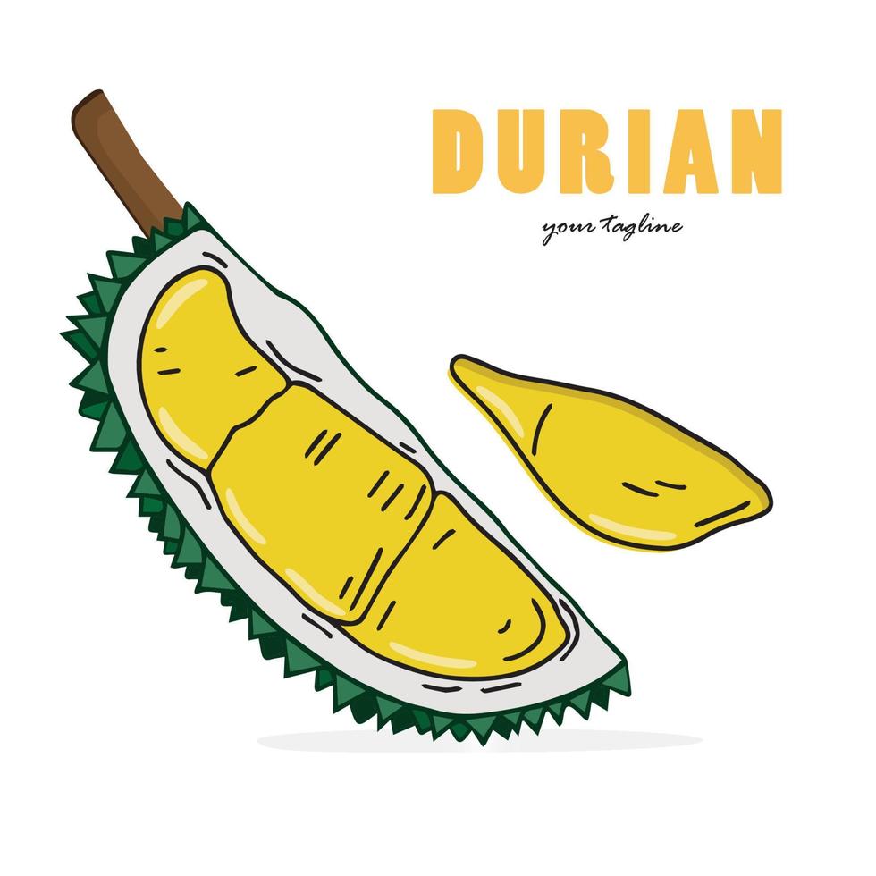 Durian delicious fruit vector design. Durian fruit whole and peeled. Flat art cartoon drawing design. Vector isolated on white background.