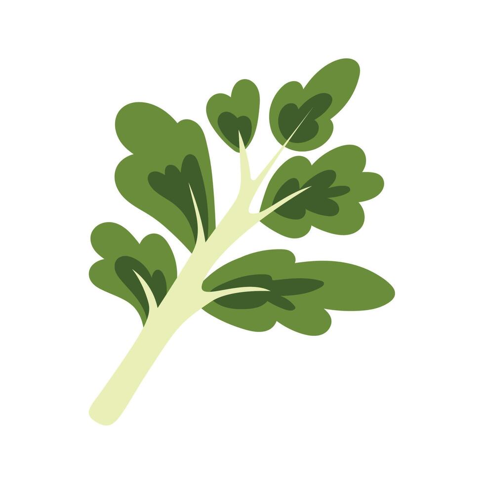 vegetales de cilantro fresco vector