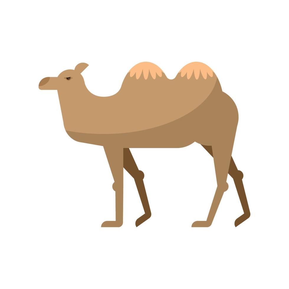 dromedary desert animal vector