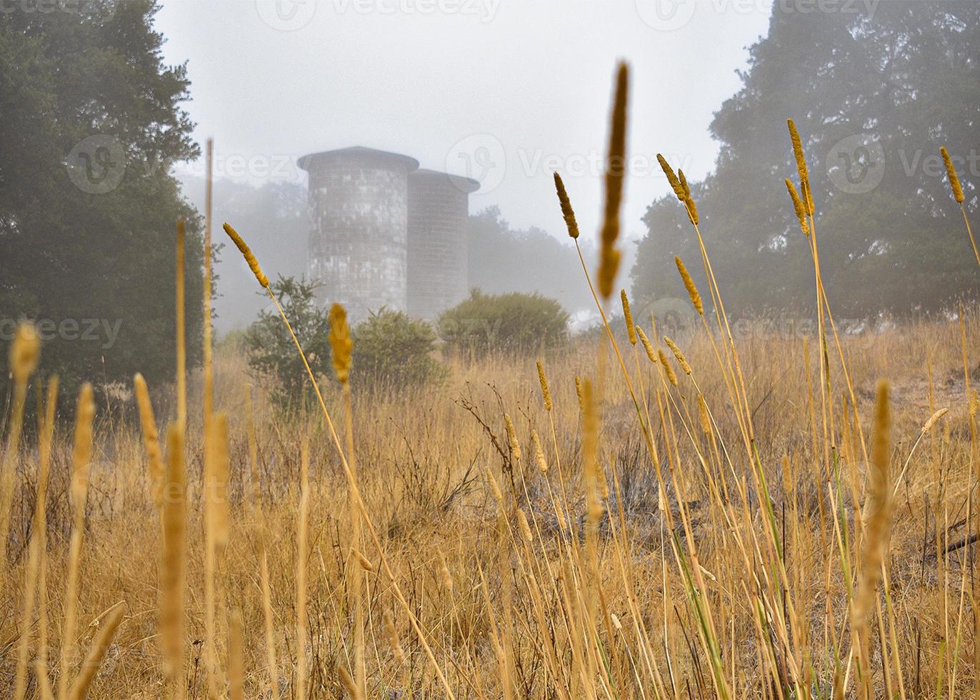 Tall Golden Grass in the Fog photo