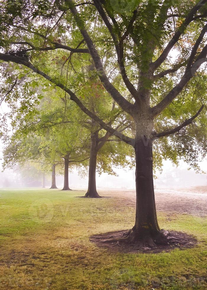 Row of Trees in the Fog at the Park photo