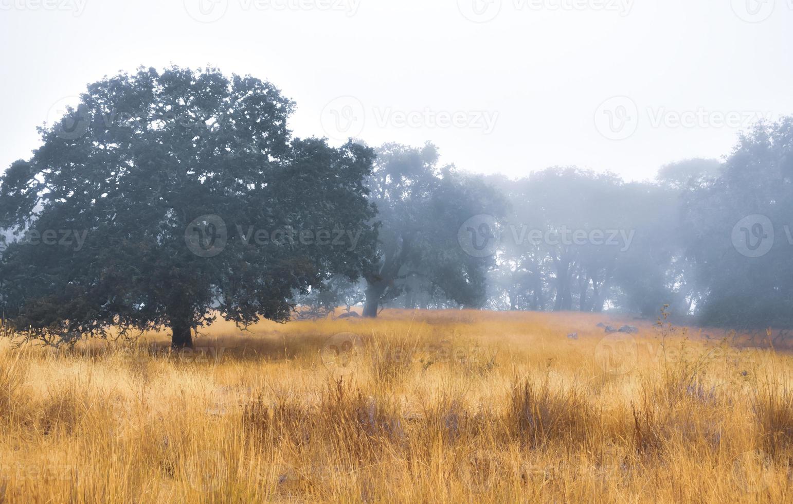 Old Oak Trees in a Foggy Meadow photo