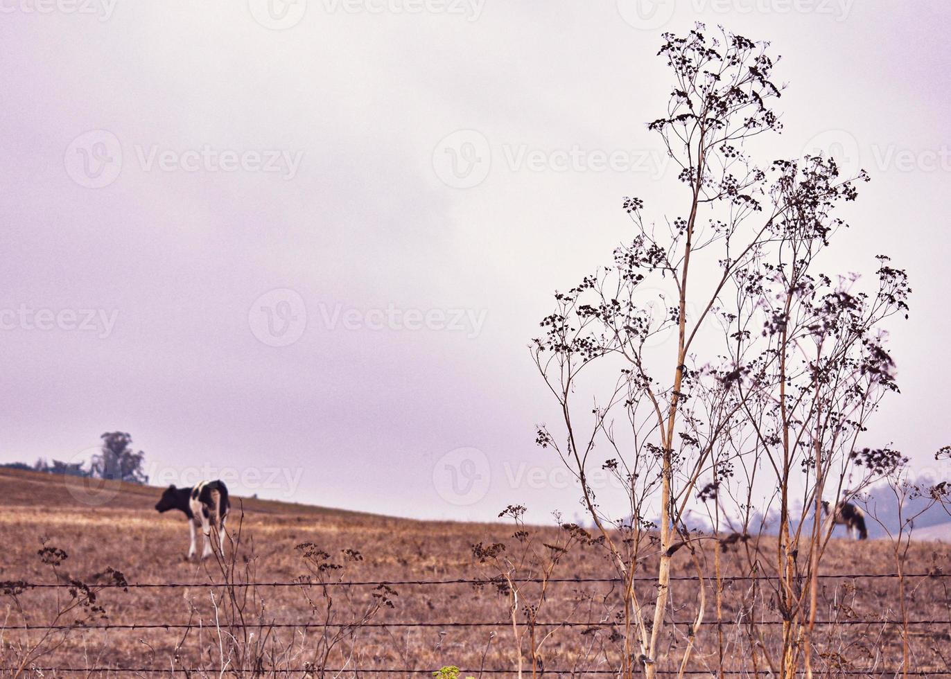 Cows in Pasture photo