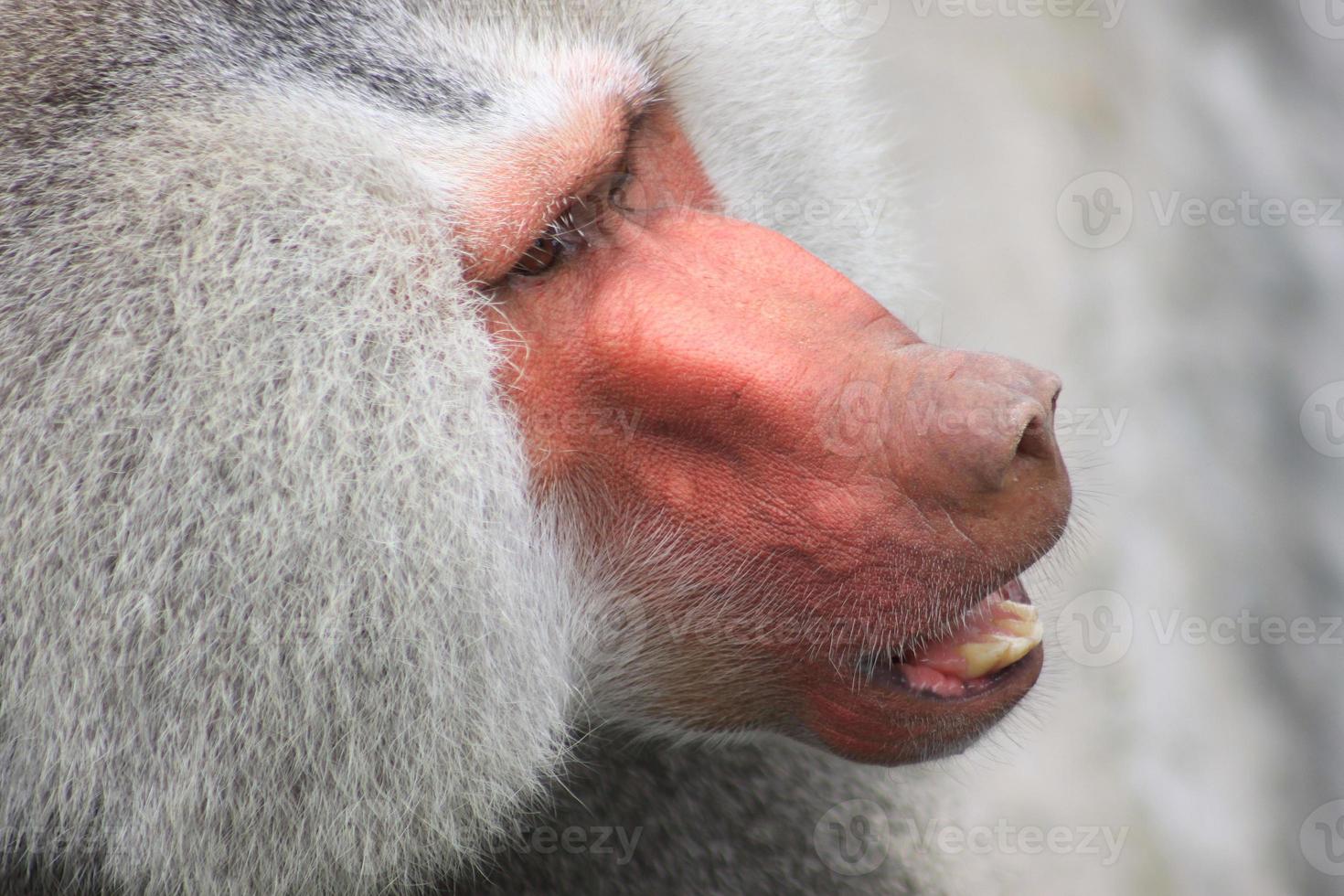 Monkey in zoo photo