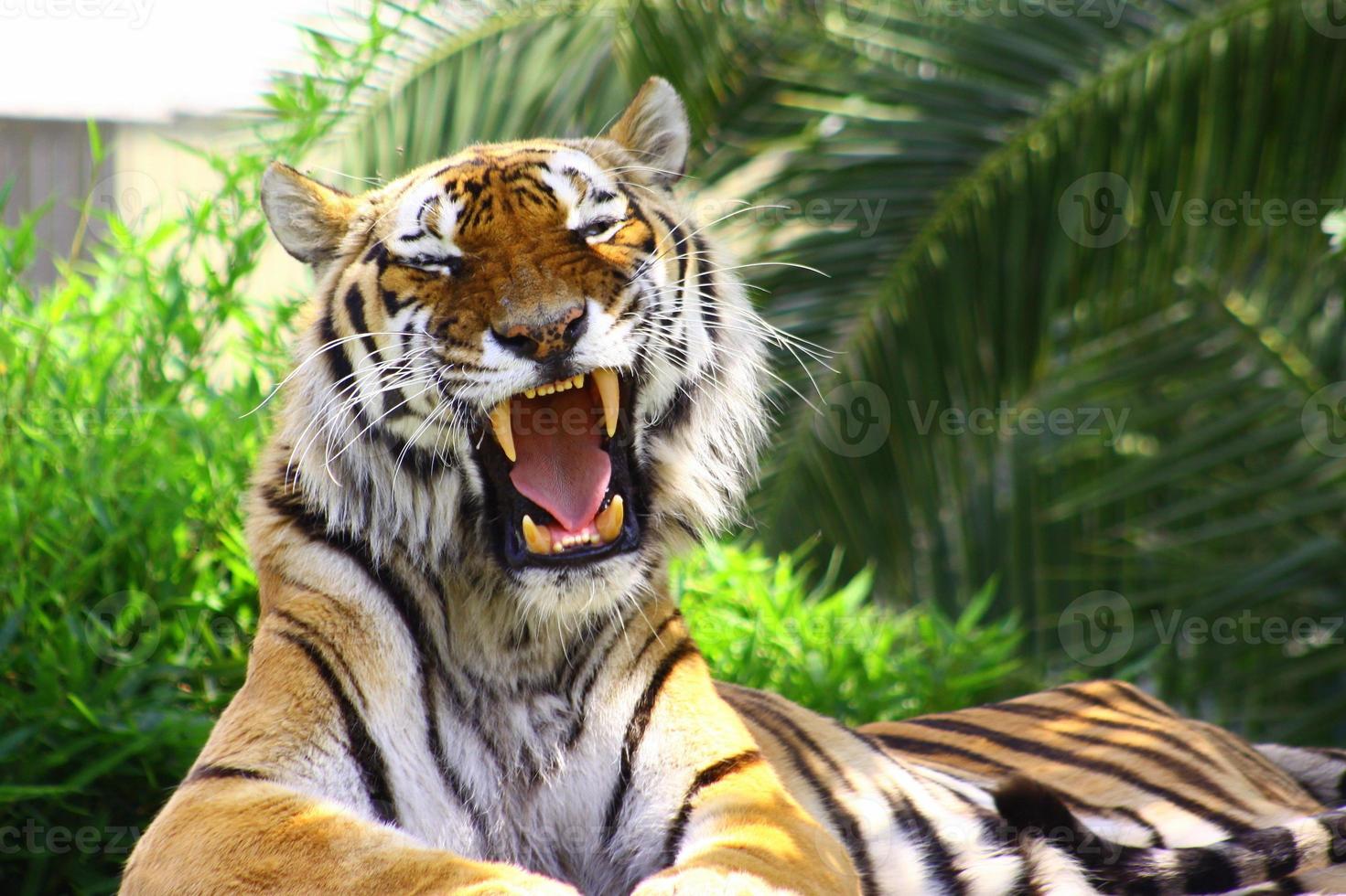 Tiger in Istanbul photo