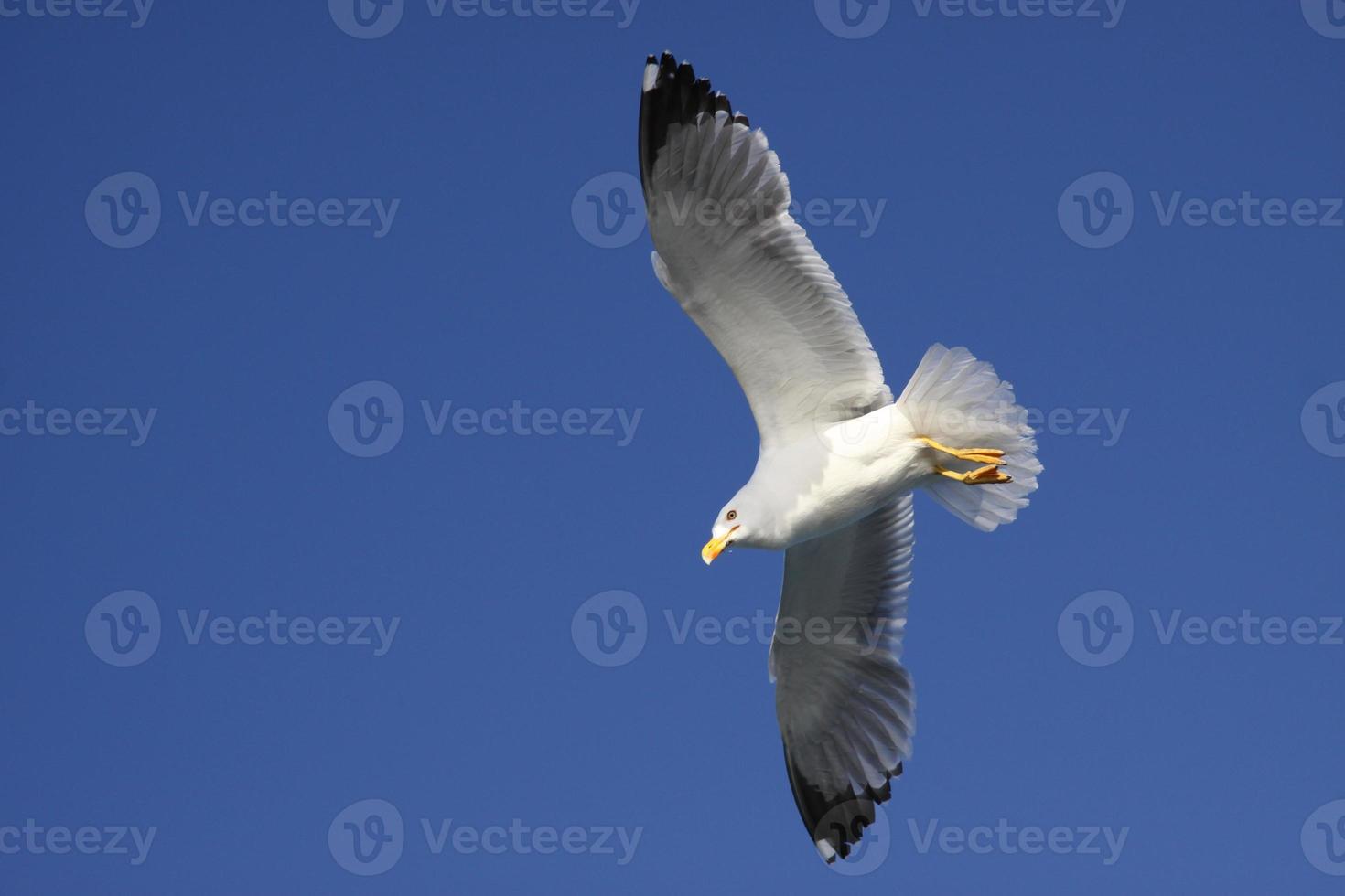 una gaviota blanca foto