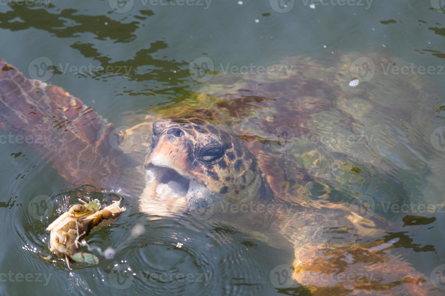 A Caretta caretta photo