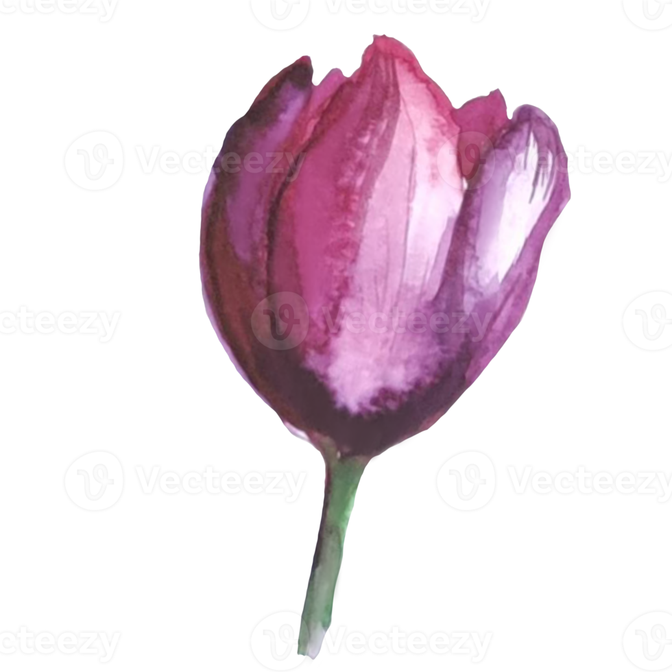 flor tulipán acuarela ilustración png