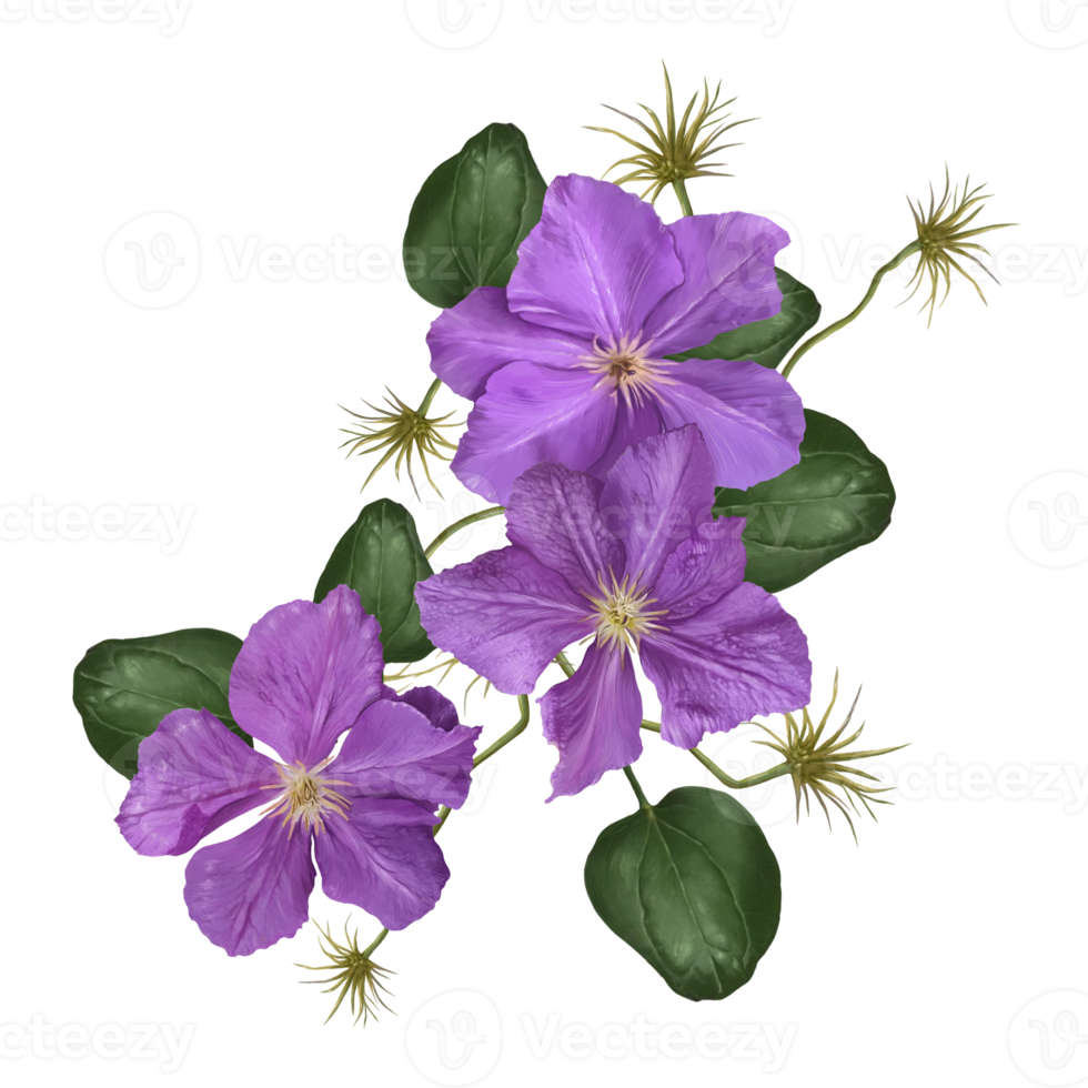 bouquet of clematis flowers on liana illustration png