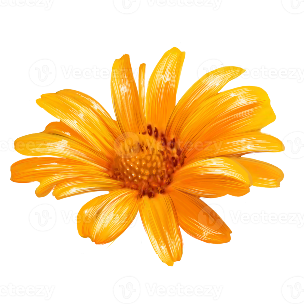 illustration de fleur jaune camomille png