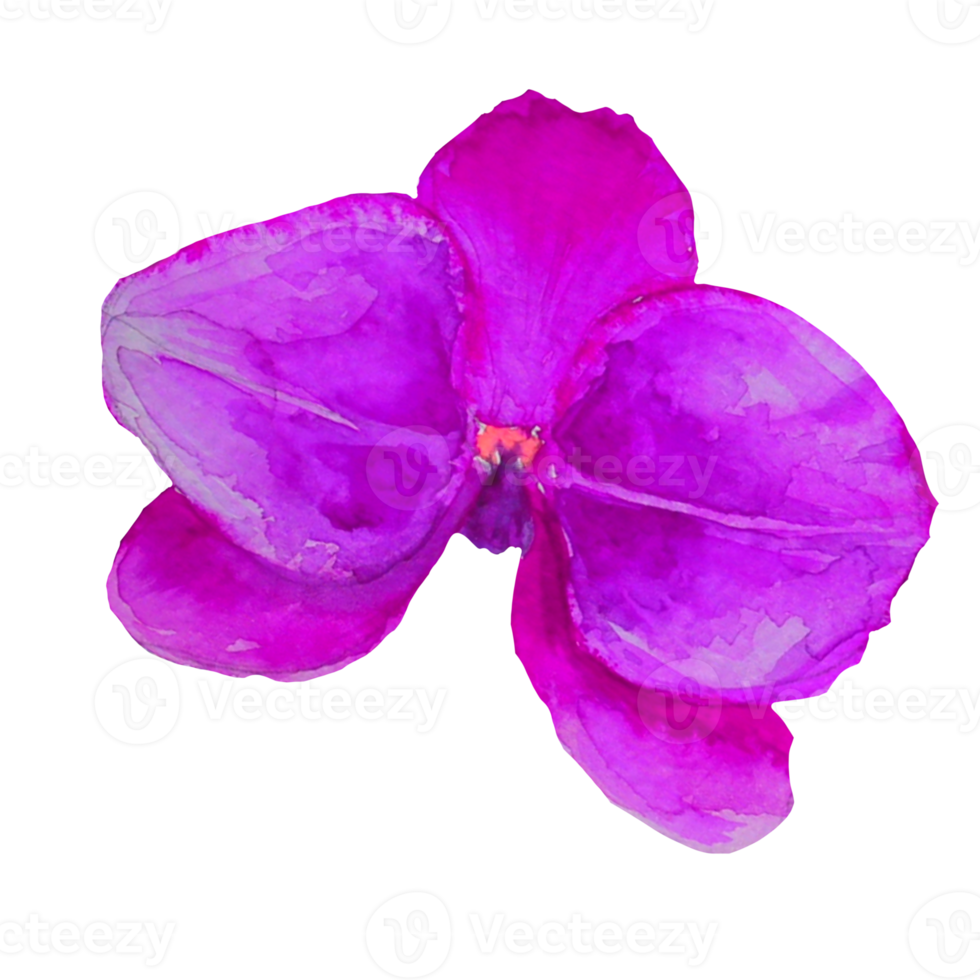 pink orchid flower png