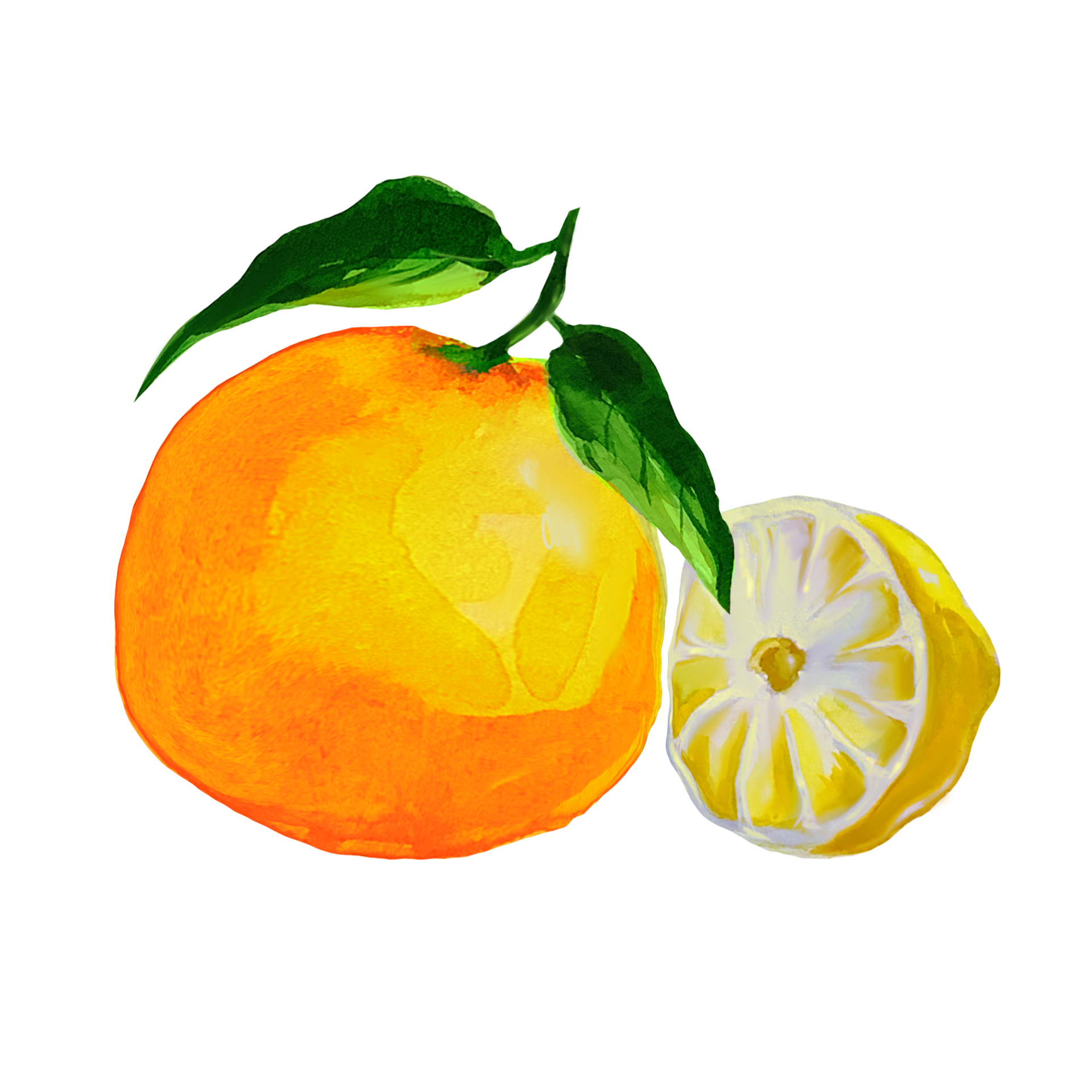 tangerine and lemon wedge watercolor illustration 11149149 PNG
