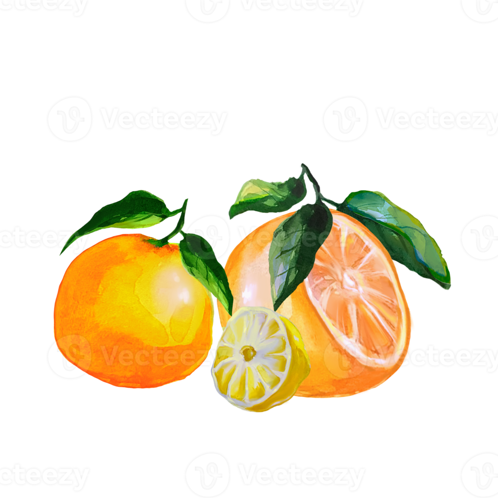 tangerine and lemon wedge watercolor illustration png