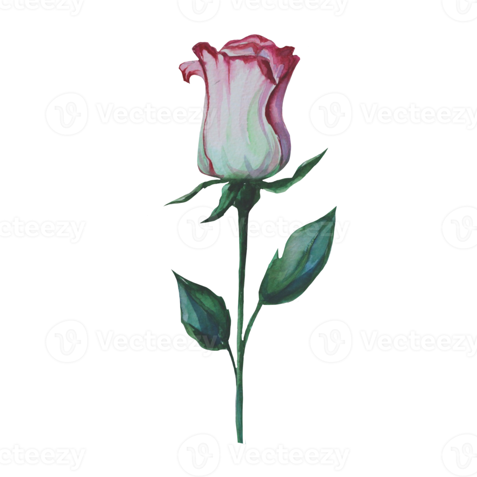 rosas florecientes en un montón ilustración acuarela png