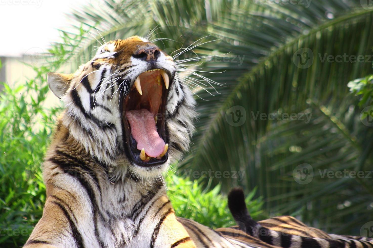 Tiger in zoo photo