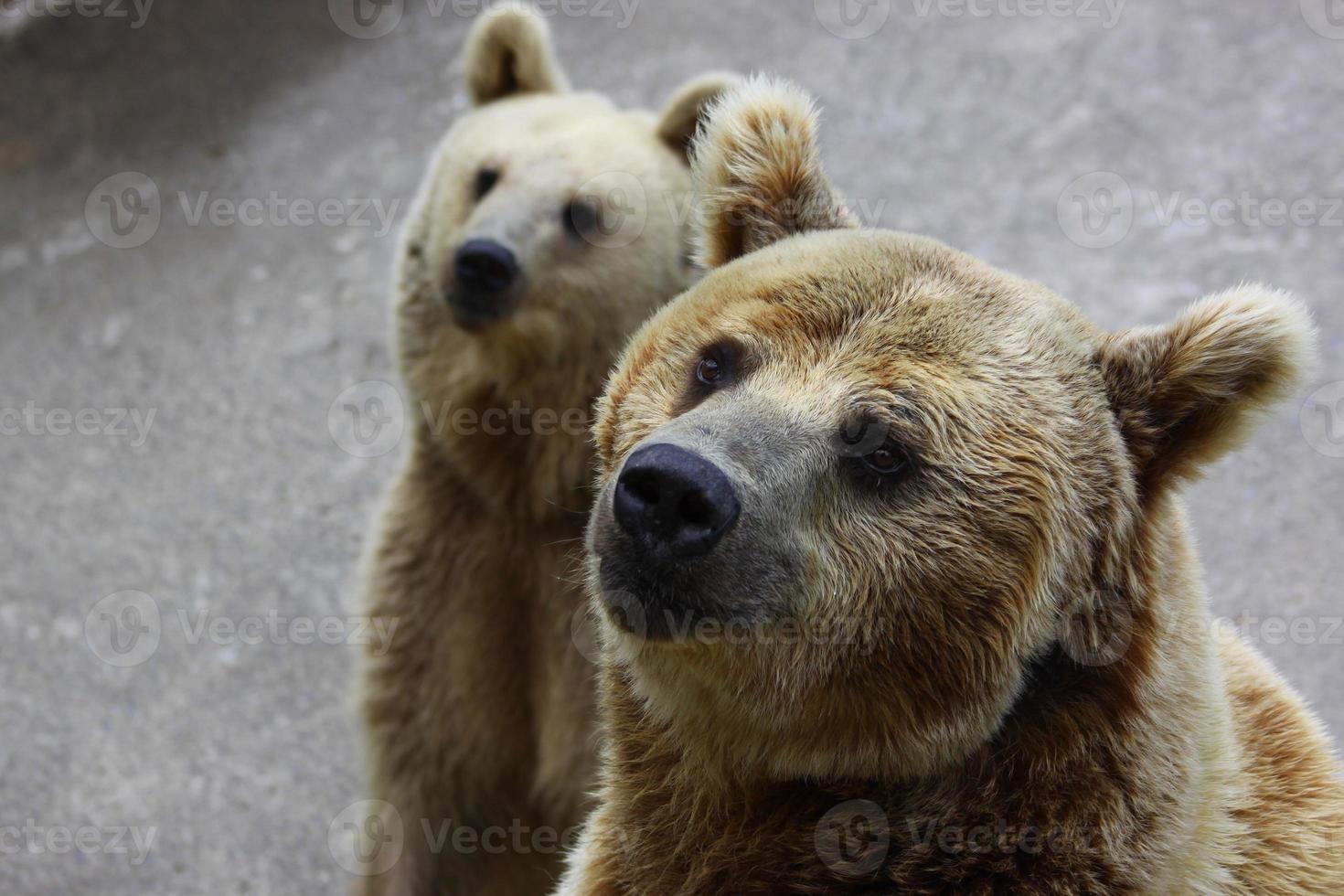 Bears in Istanbul photo