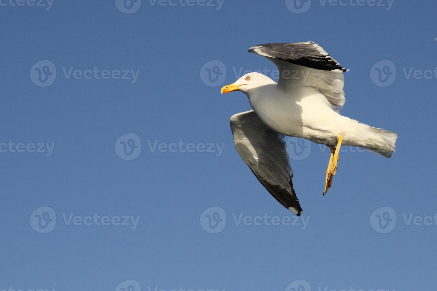 una gaviota blanca foto