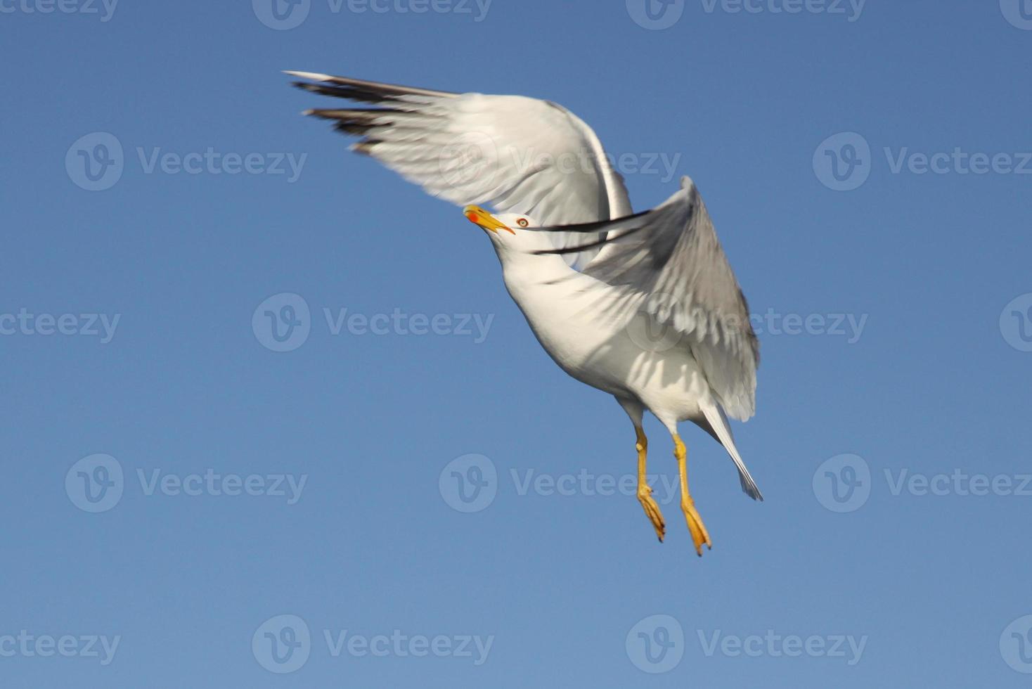 A white Seagull photo