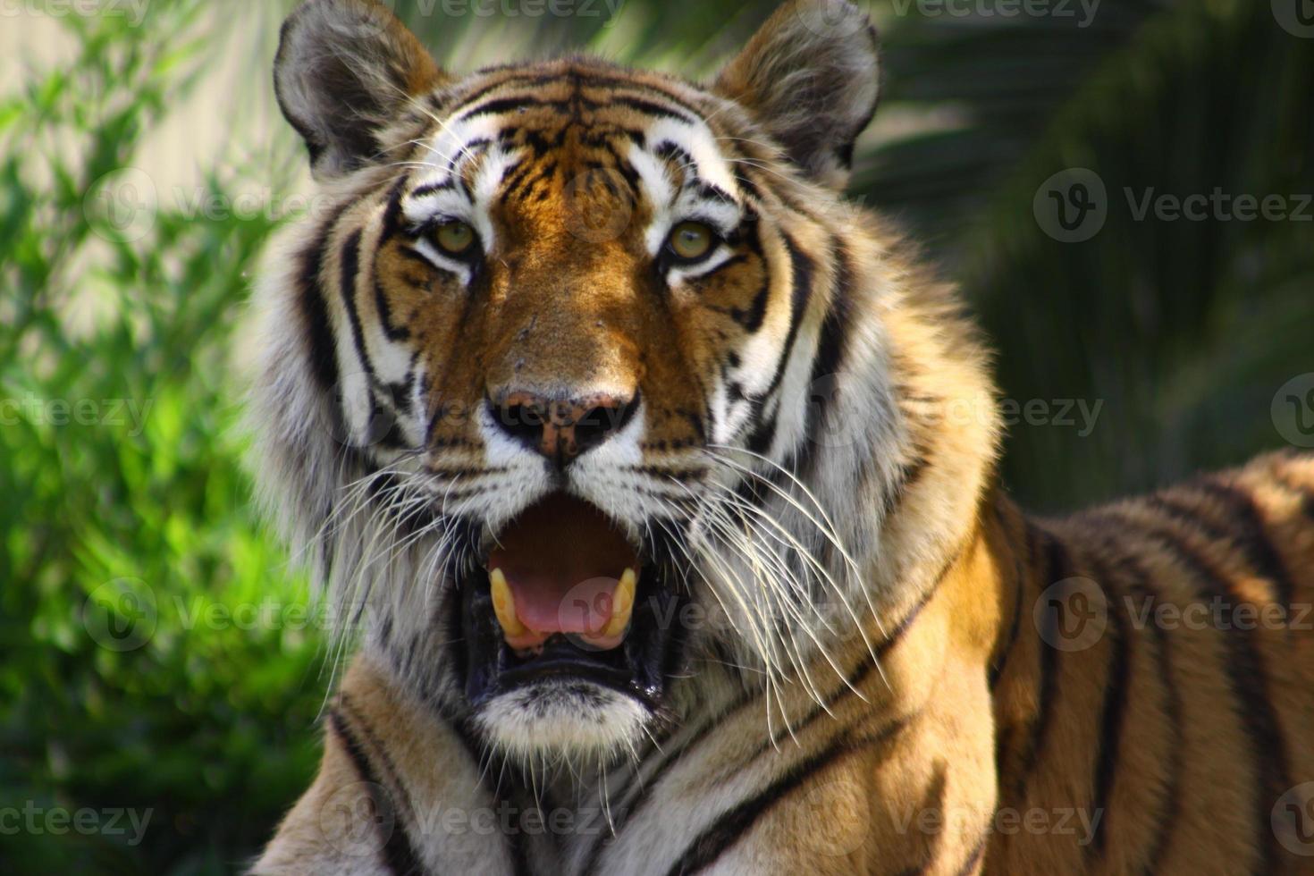 Tiger in zoo photo