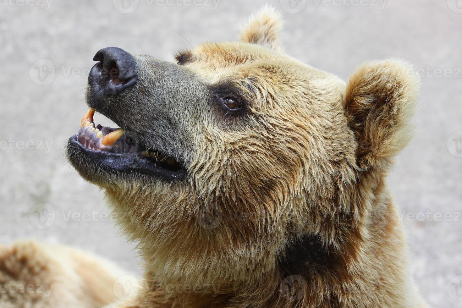 oso en el zoológico foto