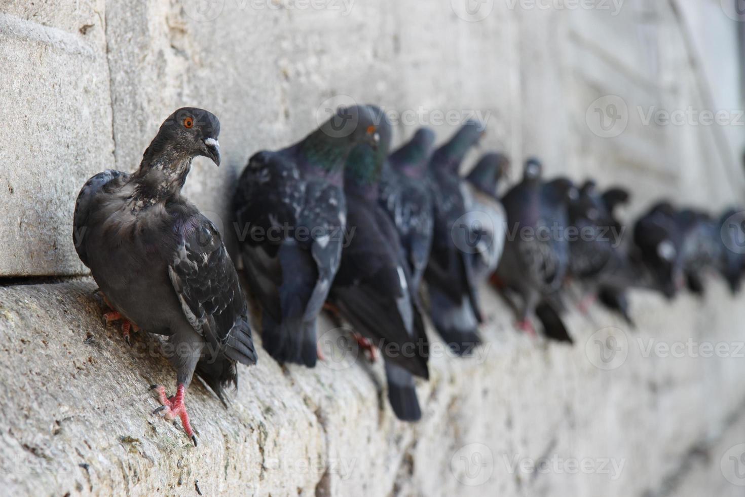 Pigeons in Istanbul photo