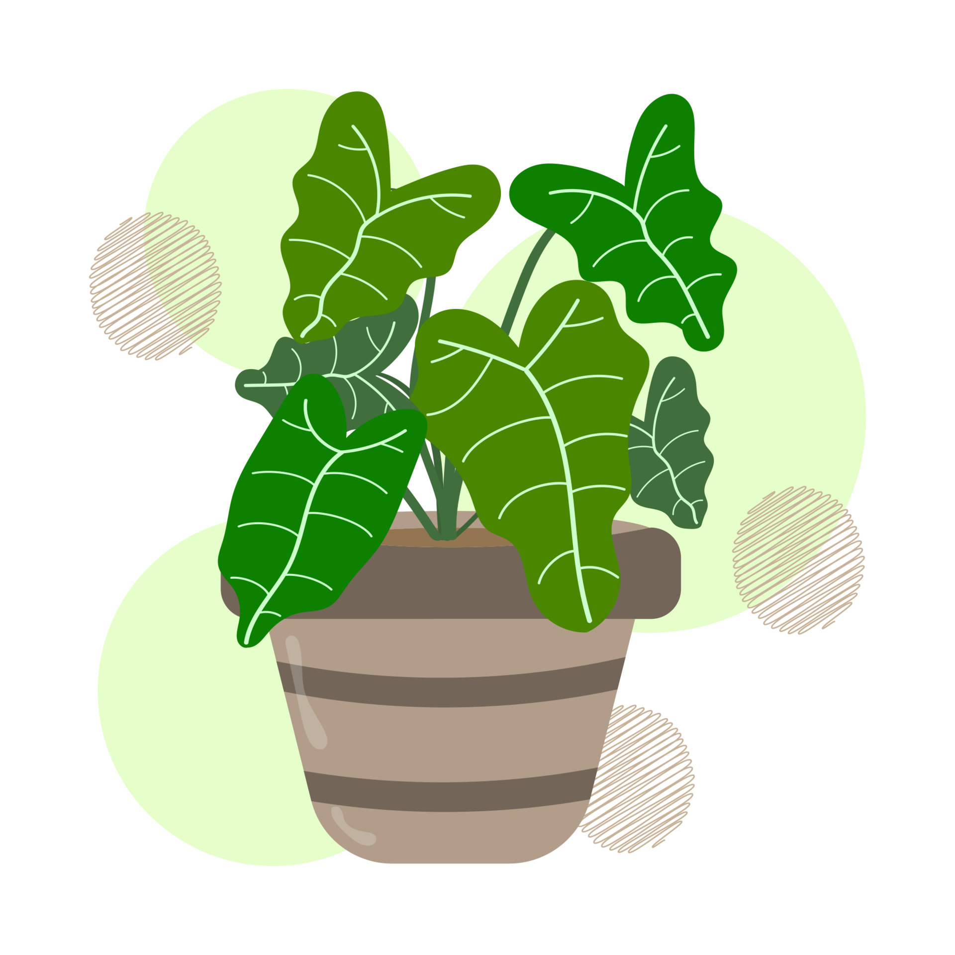 Hand drawn Alocasia leaves or elephant's ear plant in a ceramic pot